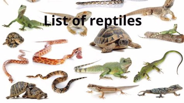 6 Reptiles That Make Great Pets, According to Experts