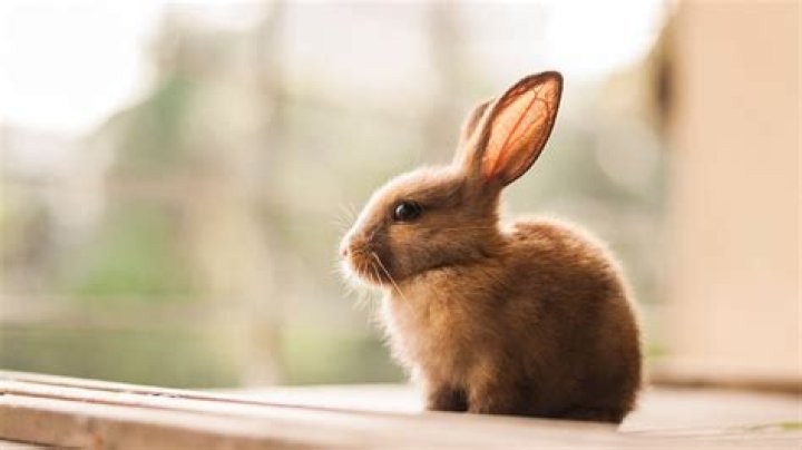 9 Pets That Are Great for Small Spaces