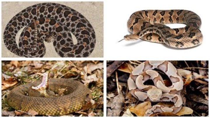 A Venomous Snake Bit a Tennessee Man at His Home — Best Life