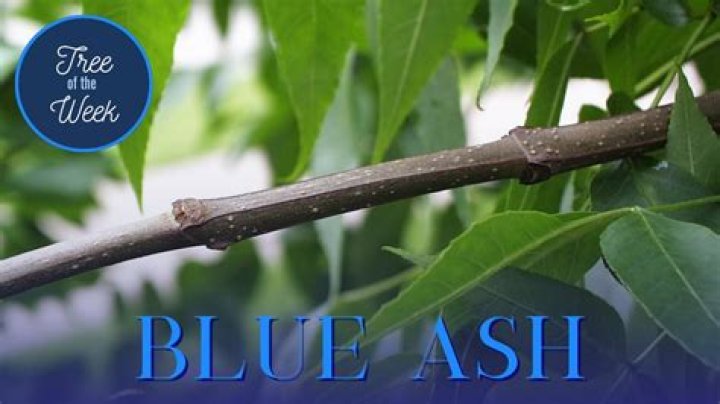 Blue Ash Leaves Bad Taste