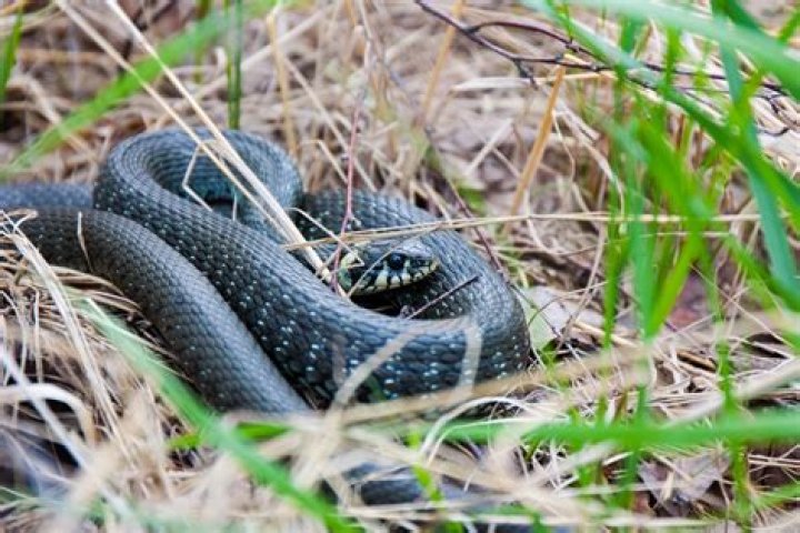 Man Finds 3-Foot Rattlesnake in His Garage—Where It Was Hiding