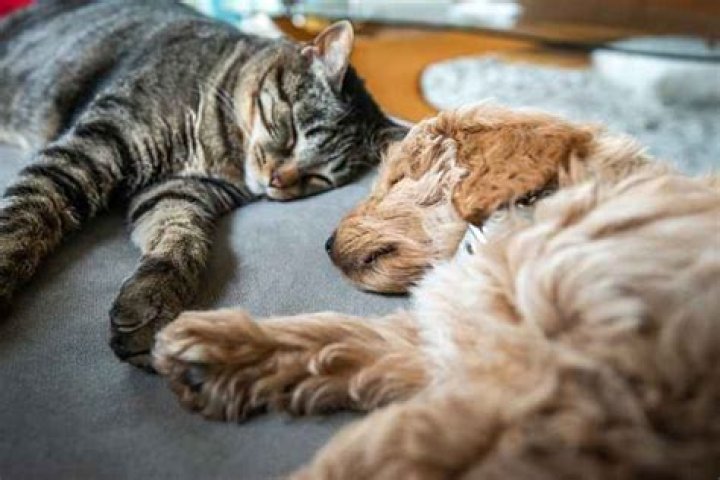 The CDC Just Banned These Pets Amid Safety Concerns