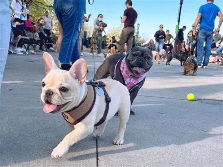 This Marine Vet's Dog Rescue Story Is Going Viral and It Will Make Your Day