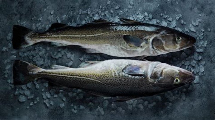 Who is Codfish Dating Now