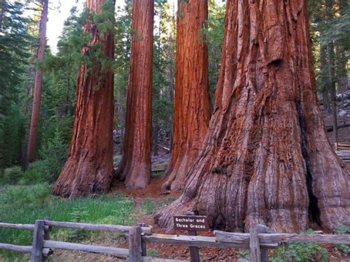 Yosemite National Park Trees Are Being Cut Down—for This Very Good Reason